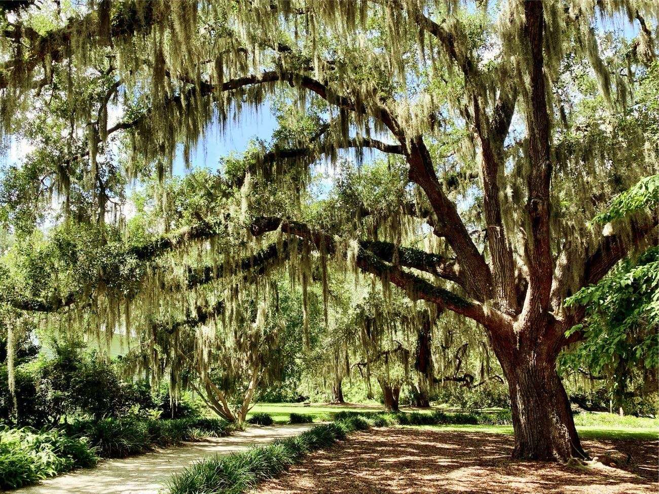A live oak draped in Spanish moss over a garden path