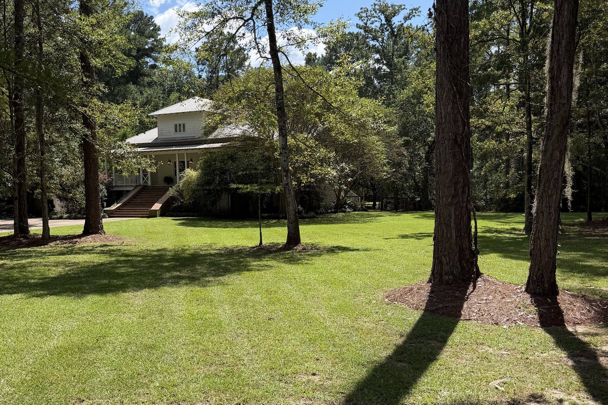 A freshly mowed lawn under the pines at a Mandeville property we maintain, the beds around the trunks in pine straw