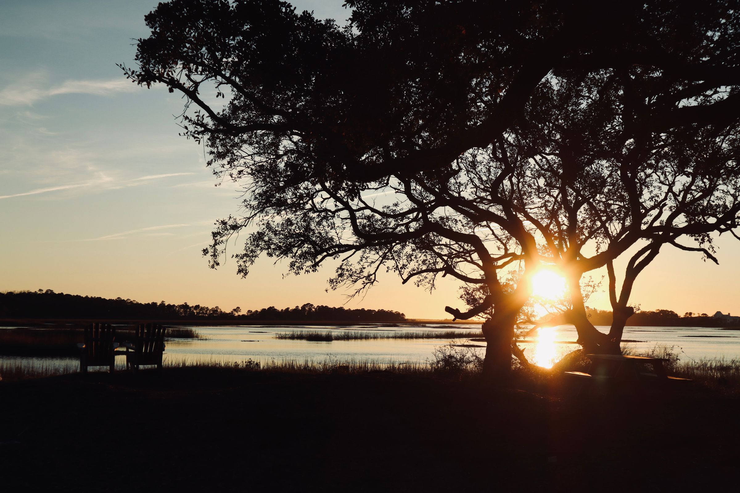 A Southern live oak silhouetted against a golden sunset over the marsh